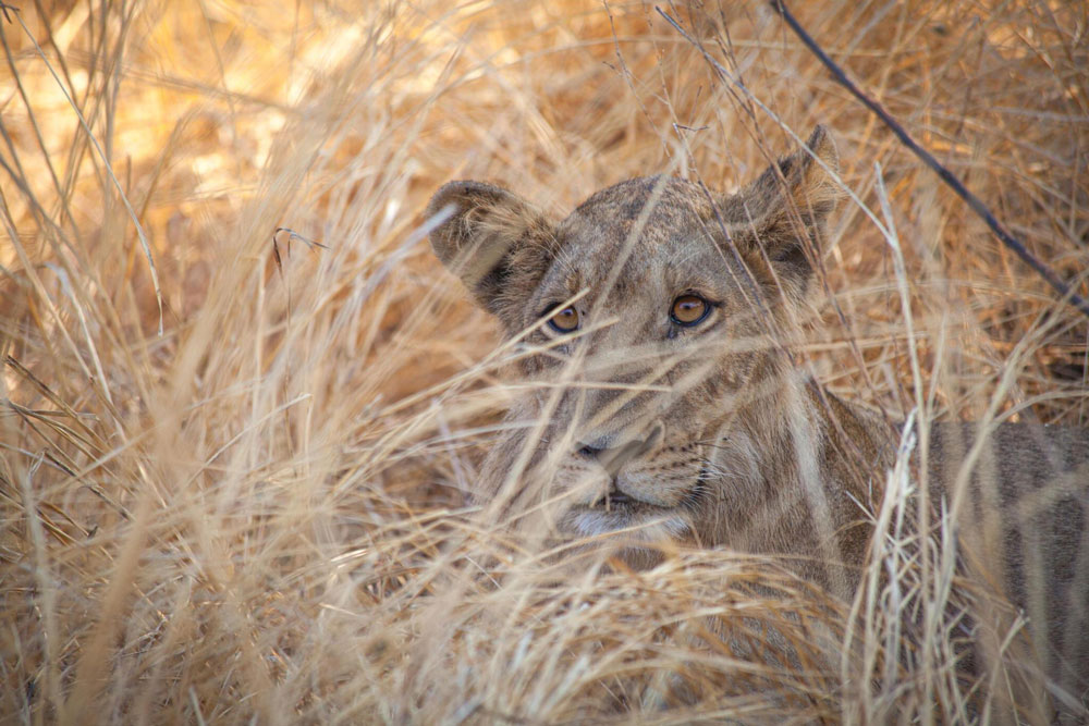 Katavi-National-Park-Tanzania-safari-4