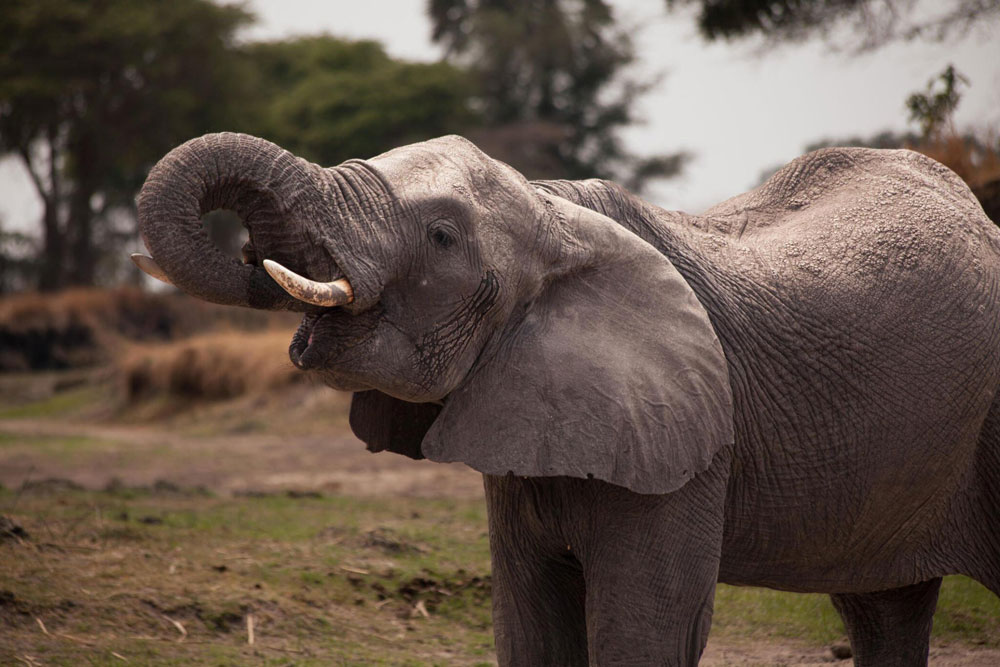 Katavi-National-Park-Tanzania-safari-5