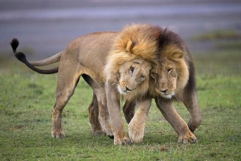 Ngorongoro-Crater-Tanzania-Safari-Destination-2