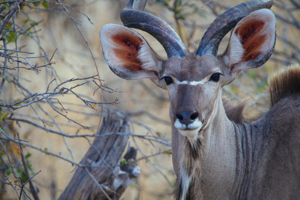 Ruaha-National-Park-Tanzania-safari-3