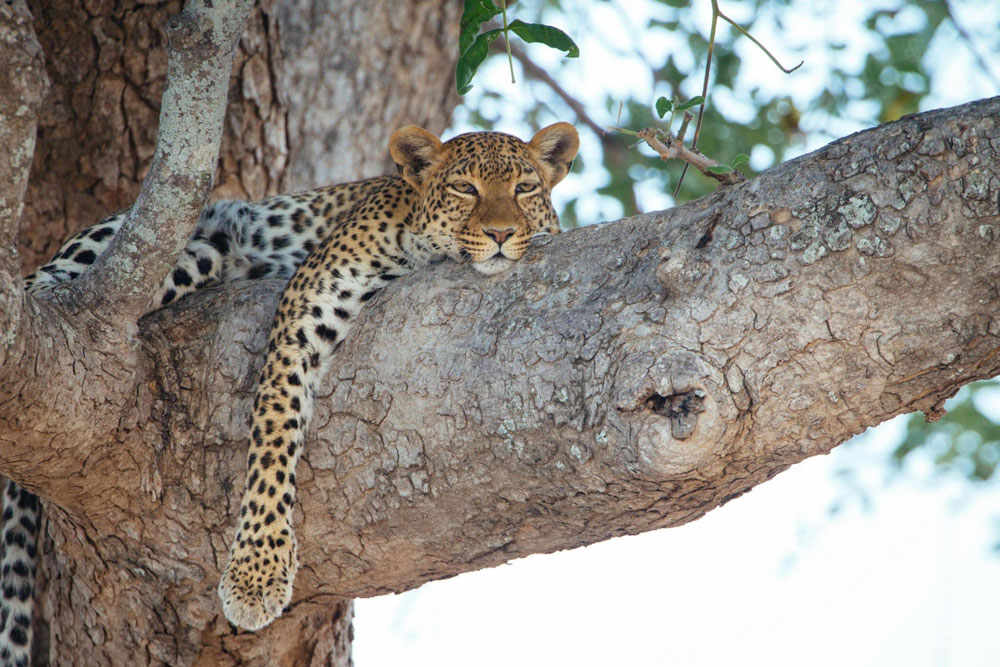 Ruaha-National-Park-Tanzania-safari-4