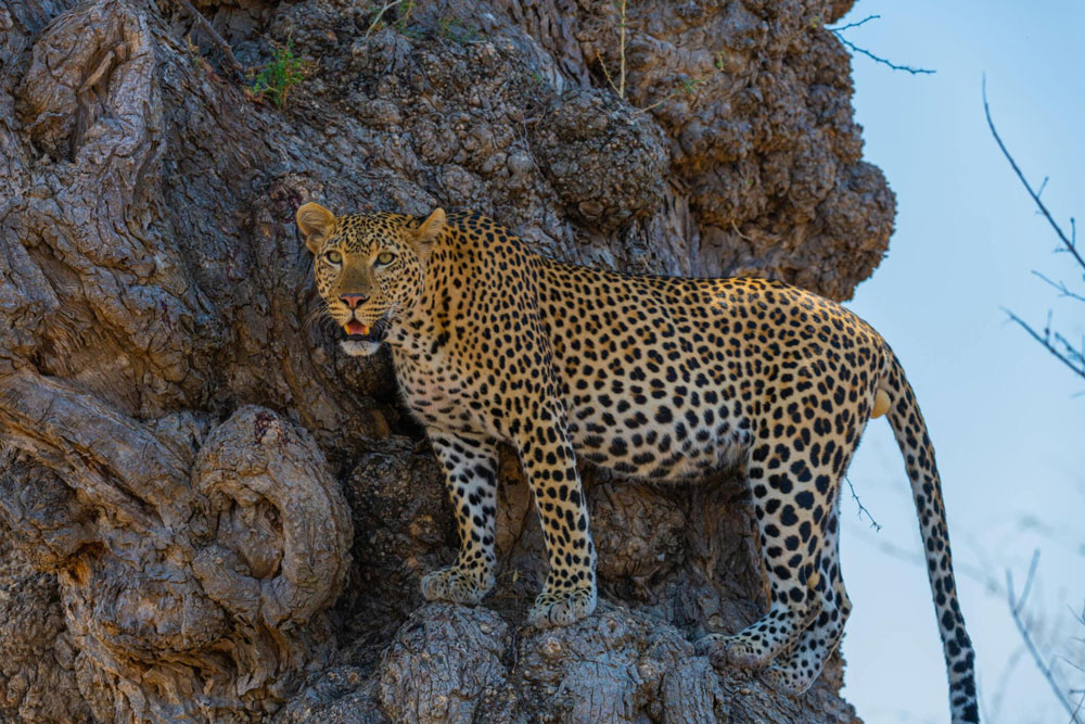 Ruaha-National-Park-Tanzania-safari-5