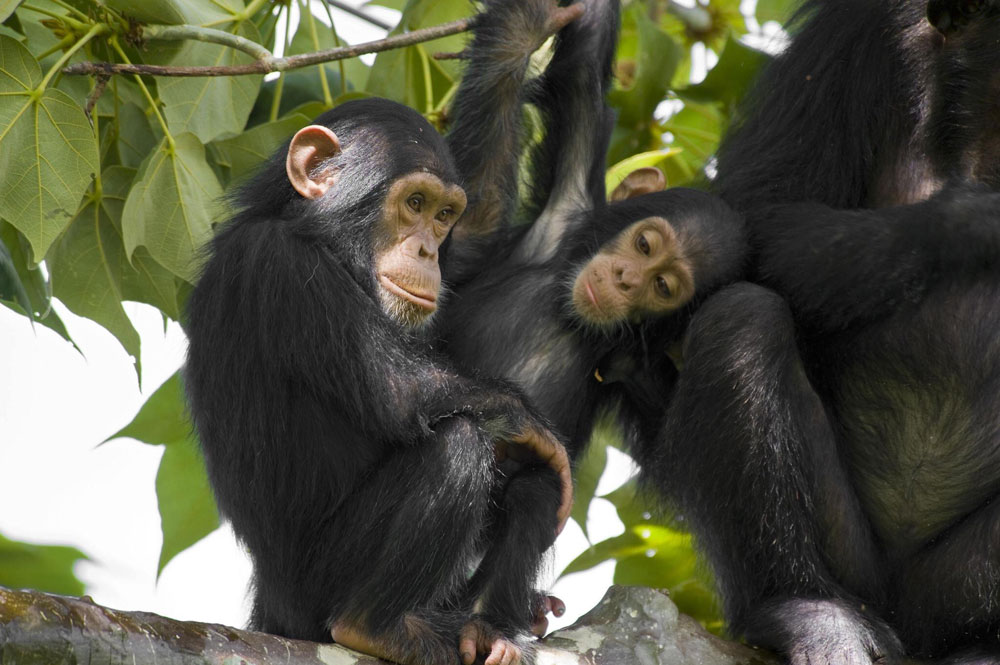 gombe-stream-national-park-tanzania-safari-1