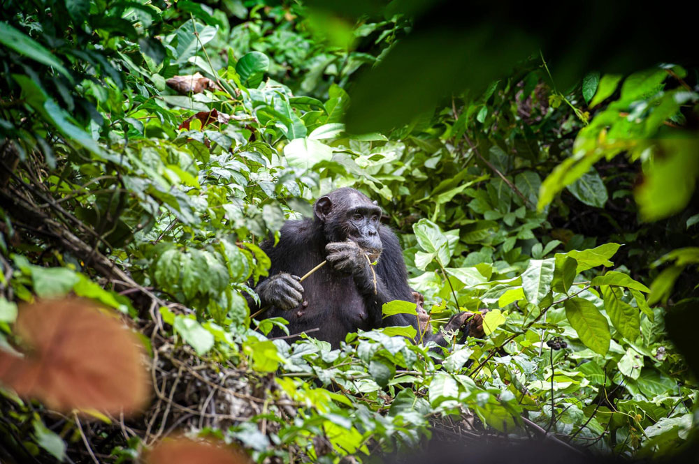 gombe-stream-national-park-tanzania-safari-2