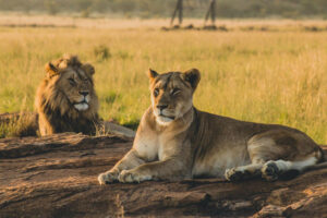 5-Day Mid-Range Wilderness Safari