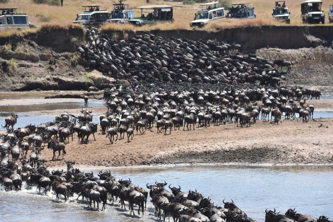 Serengeti Wildebeest Migration Safari