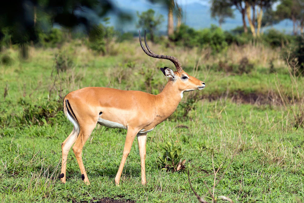 Udzungwa-Mountains-National-Park-Tanzania-Safari-2